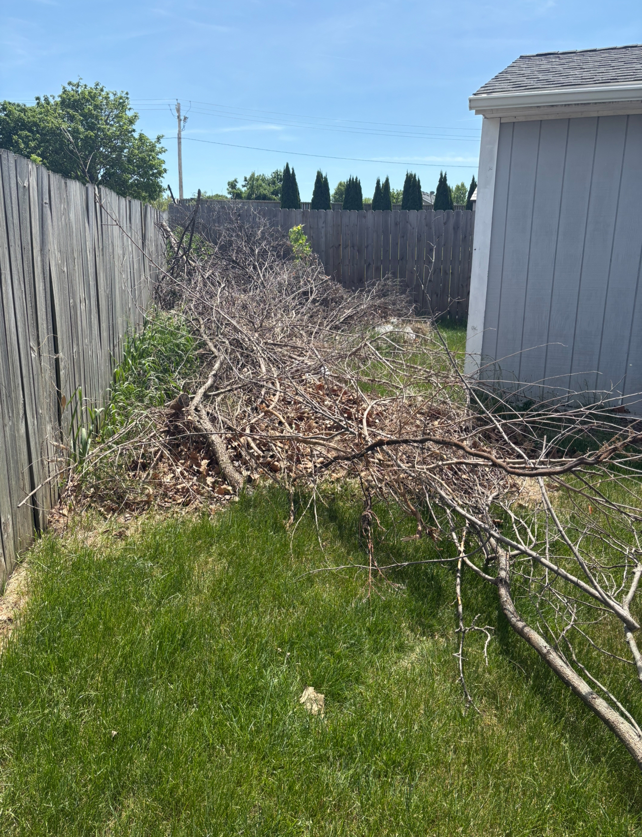 Brush Removal Before